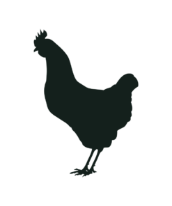 Silhouette of a chicken