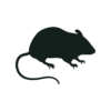 Silhouette of a mouse