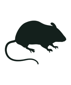 Silhouette of a mouse