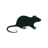 Silhouette of a rat