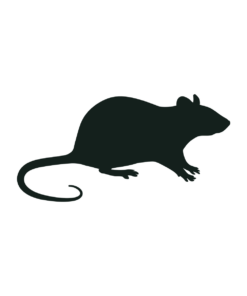 Silhouette of a rat